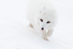 arctic fox