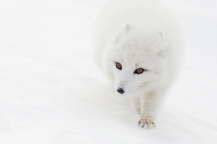 arctic fox