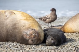 southern elephant seal