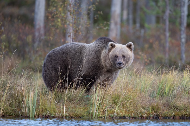 brown bear