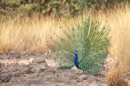 indian peafowl