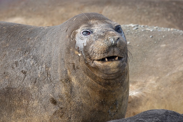 southern elephant seal