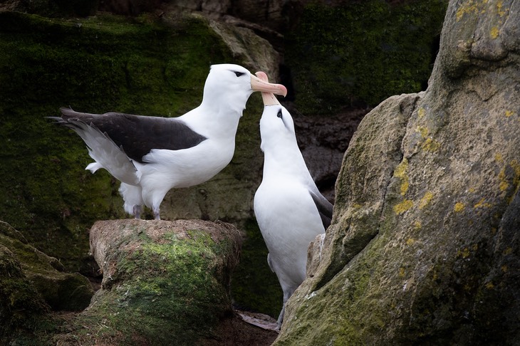 black browed albatross