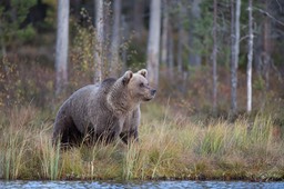 brown bear