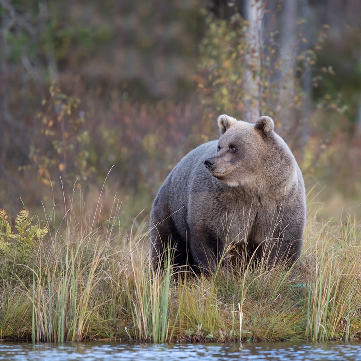 brown bear