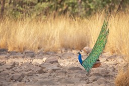 indian peafowl