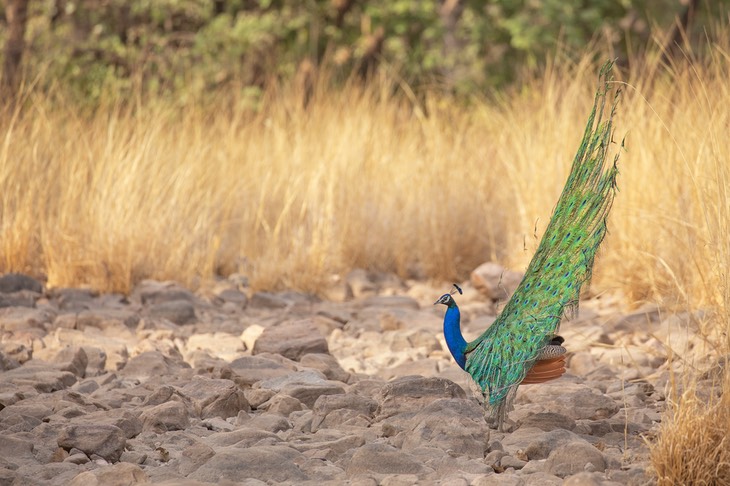 indian peafowl