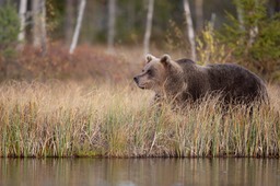 brown bear