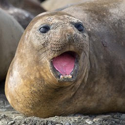 southern elephant seal