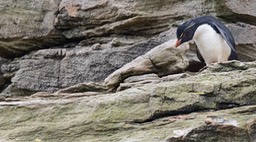 southern rockhopper penguin