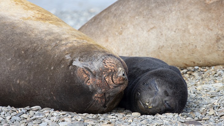 southern elephant seal