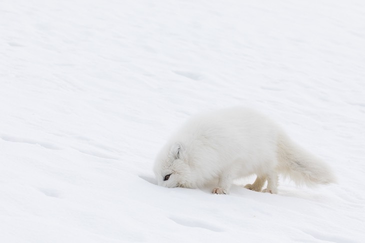 arctic fox