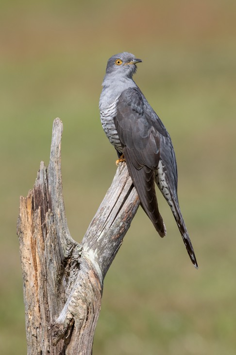 cuckoo