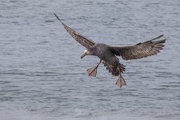 giant petrel