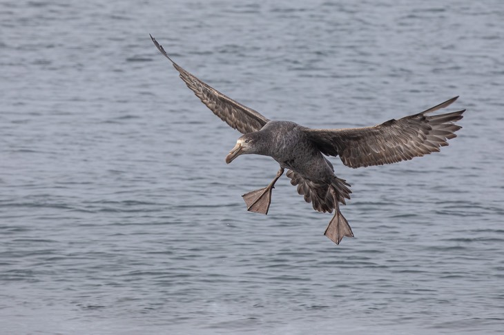 giant petrel