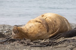 southern elephant seal