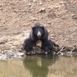 sloth bear