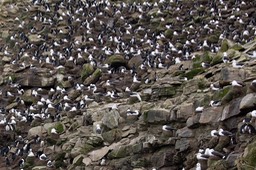 black browed albatross