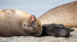 southern elephant seal