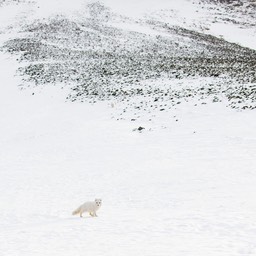 arctic fox