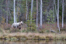 brown bear