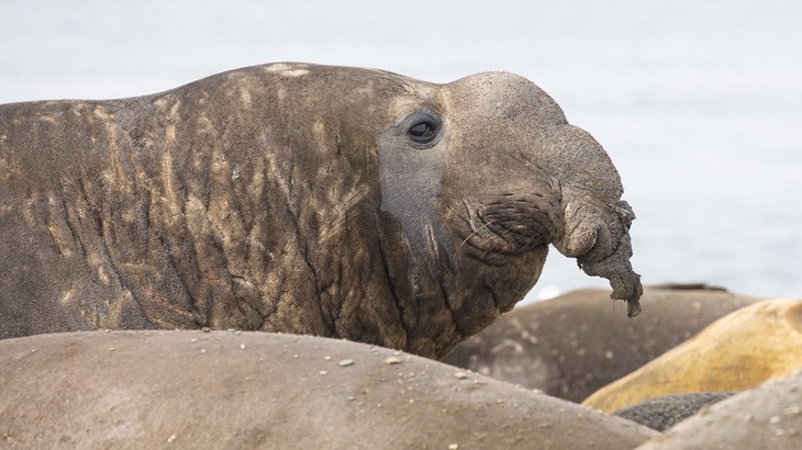 southern elephant seal