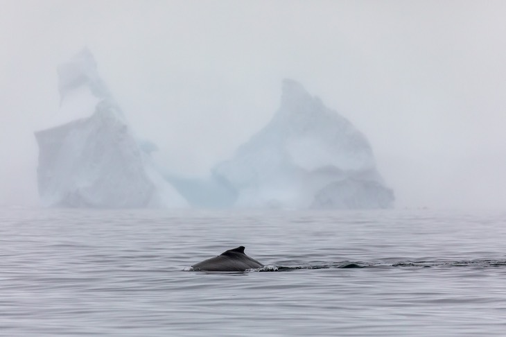 humpback whale