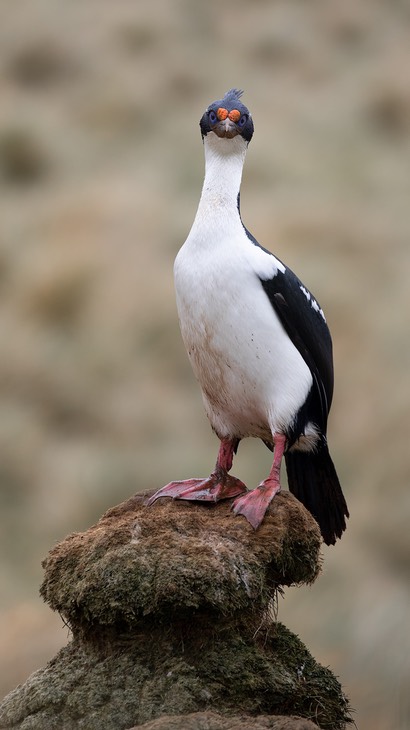 blue eyed shag