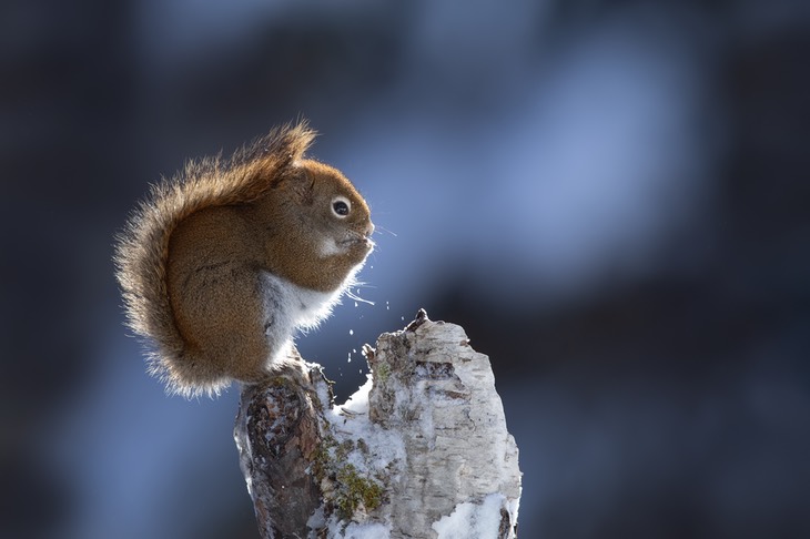 american red squirrel