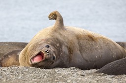 southern elephant seal