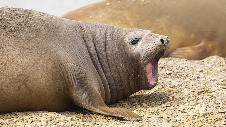 southern elephant seal