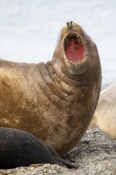 southern elephant seal