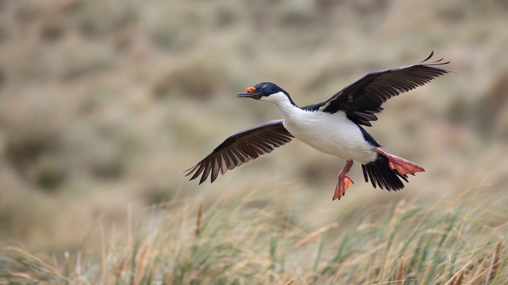 blue eyed shag