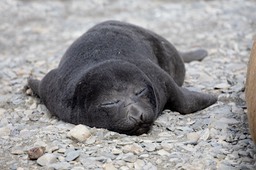 southern elephant seal