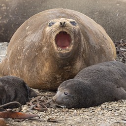 southern elephant seal