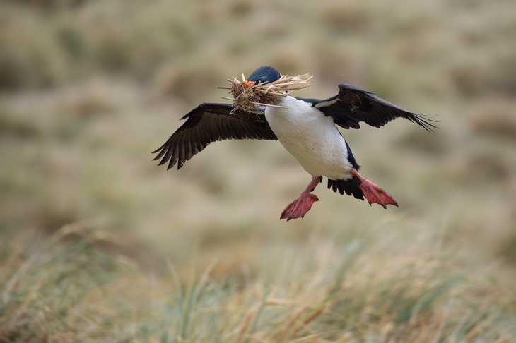 blue eyed shag