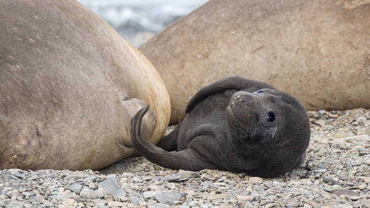 southern elephant seal