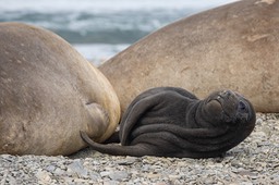 southern elephant seal