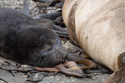 southern elephant seal