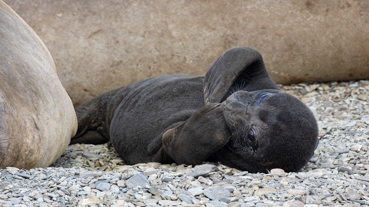 southern elephant seal