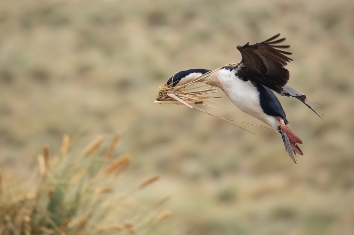 blue eyed shag