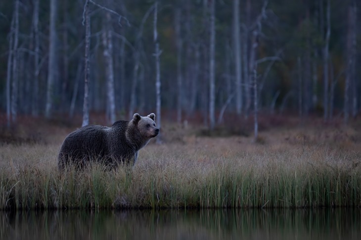 brown bear