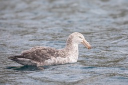 giant petrel