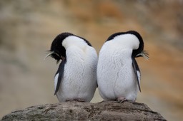 rockhopper penguin