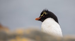 rockhopper penguin