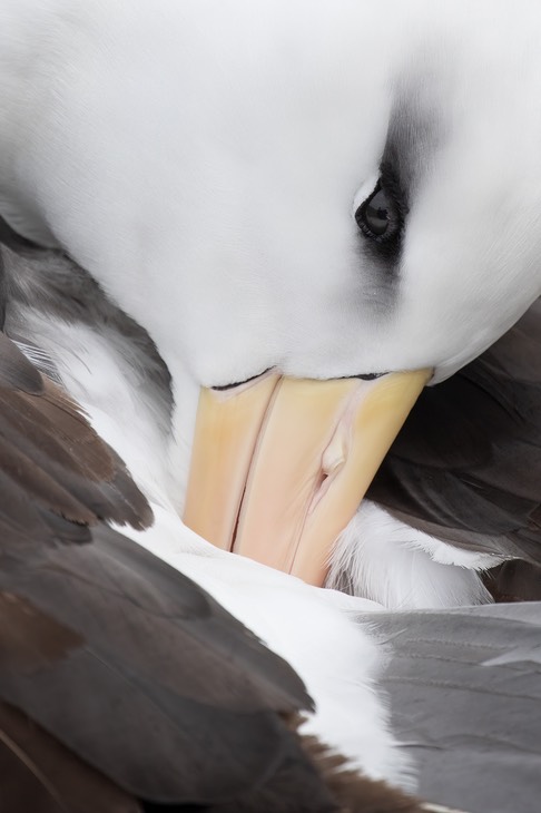 black browed albatross