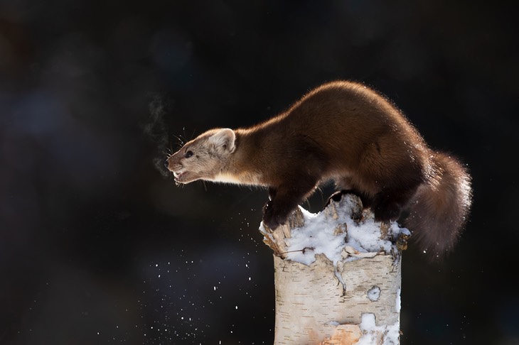 american pine marten