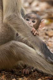 hanuman langur