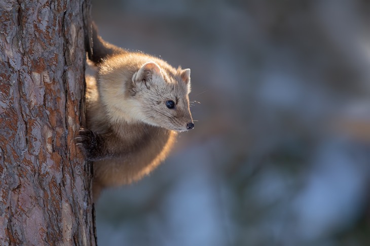 american pine marten