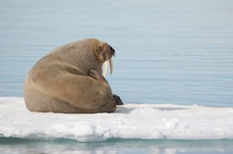 walrus